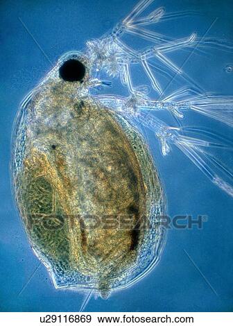 LM of a water flea, Daphnia pulex. View Large Photo Image Stock Photo - LM of a water flea, Daphnia pulex.. Fotosearch
