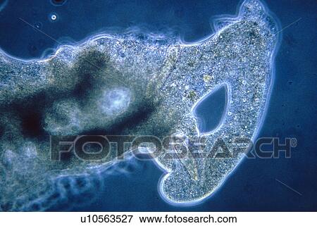 LM of an amoeba engulfing a paramecium View Large Photo Image Stock Photo - LM of an amoeba engulfing a paramecium. Fotosearch