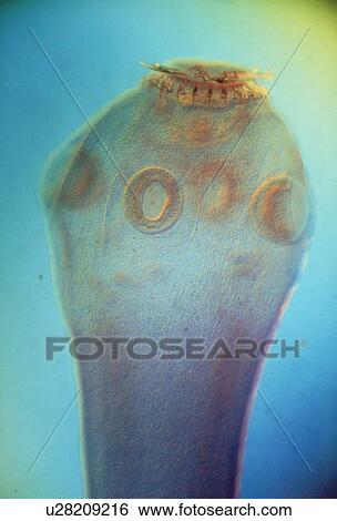 LM of the head of a tapeworm, Taenia pisiformis View Large Photo Image Stock Photograph - LM of the head of a tapeworm, Taenia pisiformis. Fotosearch