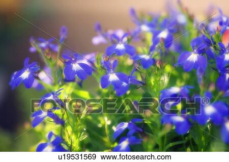 Lobelia (Lobelia erinus) View Large Photo Image Stock Photo - Lobelia (Lobelia erinus). Fotosearch