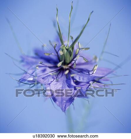 Love in the mist flower (Nigella sp. ) View Large Photo Image Stock Image - Love in the mist flower (Nigella sp. ). Fotosearch