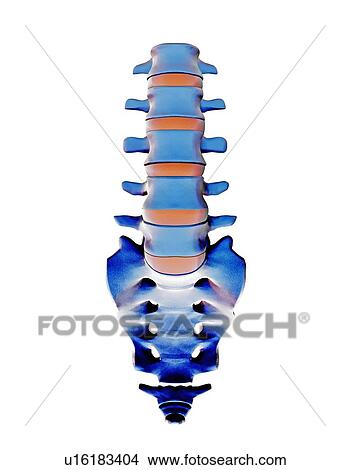 Lumbar spine and sacrum, computer artwork View Large Photo Image Picture - Lumbar spine and sacrum, computer artwork. Fotosearch
