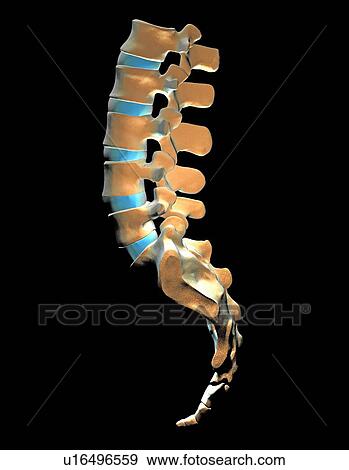 Lumbar spine and sacrum, computer artwork View Large Photo Image Stock Photo - Lumbar spine and sacrum, computer artwork. Fotosearch
