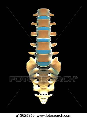 Lumbar spine and sacrum, computer artwork View Large Photo Image Stock Photograph - Lumbar spine and sacrum, computer artwork. Fotosearch