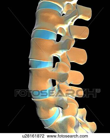 Lumbar spine, computer artwork View Large Photo Image Stock Image - Lumbar spine, computer artwork. Fotosearch