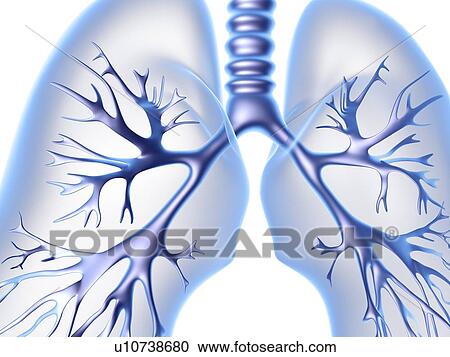 Stock Image - Lungs, computer artwork. Fotosearch
