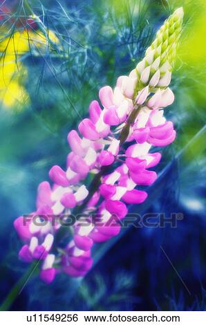 Stock Photograph - Lupin flowers (Lupinus sp. ). Fotosearch