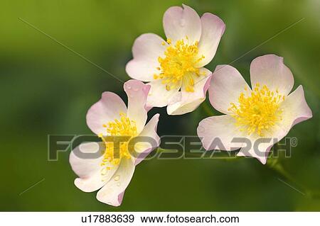 Lyda rose (Rosa sp. ) View Large Photo Image Stock Photo - Lyda rose (Rosa sp. ). Fotosearch