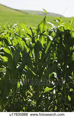 Stock Photo - Maize (Zea mays). Fotosearch