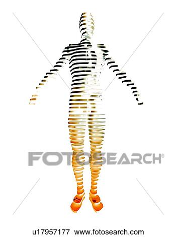 Stock Photo - Male body, artwork. Fotosearch