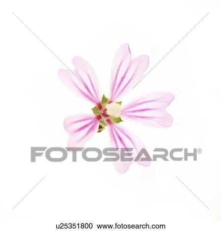 Stock Image - Mallow flower (Malva sp. ). Fotosearch