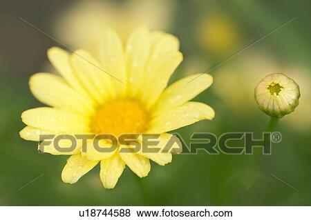 Marguerite daisy View Large Photo Image Stock Photo - Marguerite daisy. Fotosearch
