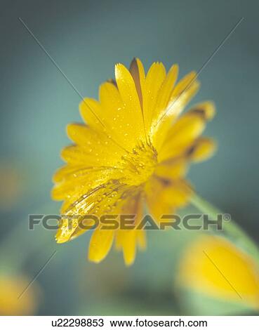 Stock Image - Marigold flower. Fotosearch