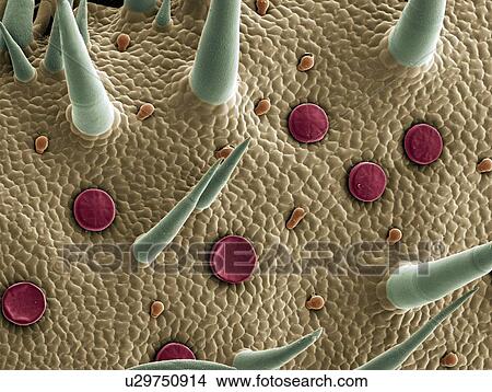 Picture - Marjoram leaf surface, SEM. Fotosearch