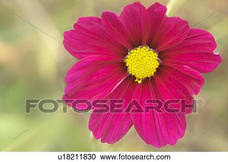 Mexican aster (Cosmos bipinnatus) View Large Photo Image Stock Image - Mexican aster (Cosmos bipinnatus). Fotosearch