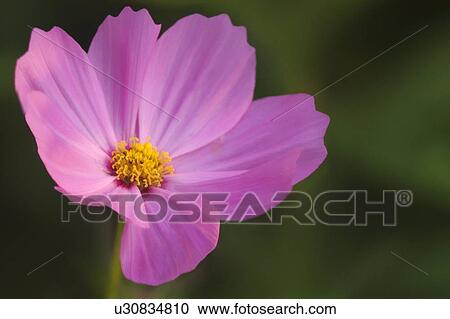 Stock Image - Mexican aster (Cosmos bipinnatus). Fotosearch