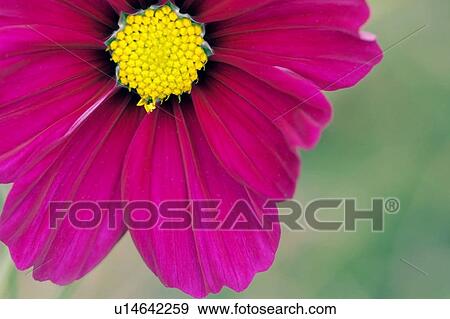 Mexican aster (Cosmos bipinnatus) View Large Photo Image Stock Photo - Mexican aster (Cosmos bipinnatus). Fotosearch
