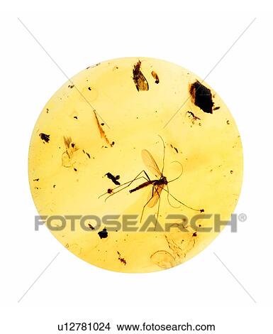 Picture - Mosquito in amber. Fotosearch