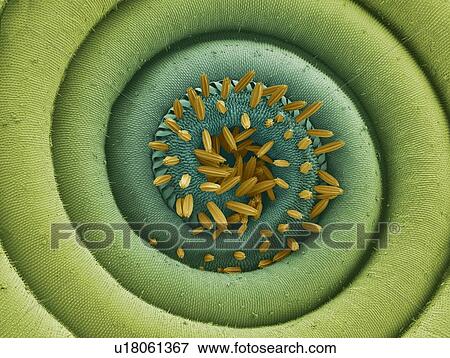 Stock Photo - Moth proboscis, SEM. Fotosearch