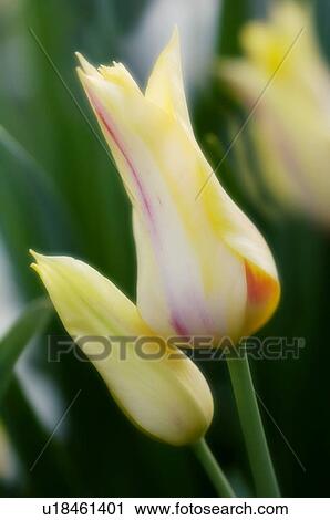 Multi flowering tulip (Tulipa hybrid) View Large Photo Image Stock Image - Multi flowering tulip (Tulipa hybrid). Fotosearch