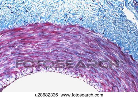 Muscular artery View Large Photo Image Stock Photograph - Muscular artery. Fotosearch