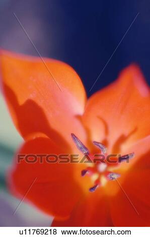 Narrow-leaf tulip (Tulipa linifolia) View Large Photo Image Stock Photo - Narrow-leaf tulip (Tulipa linifolia). Fotosearch