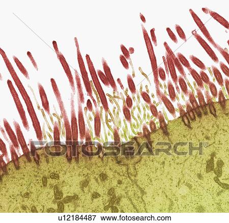 Nasal lining, TEM View Large Photo Image Stock Photo - Nasal lining, TEM. Fotosearch