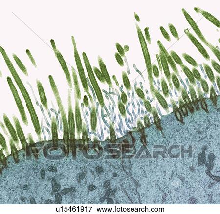Stock Photo - Nasal lining, TEM. Fotosearch