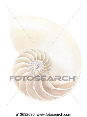 Stock Image - Nautilus shell. Fotosearch
