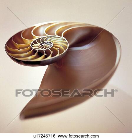 Stock Photograph - Nautilus shell. Fotosearch