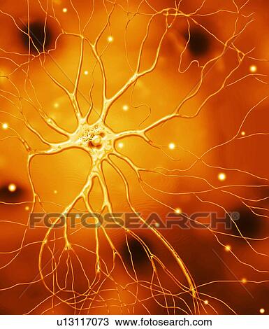 Stock Image - Nerve cell, artwork. Fotosearch