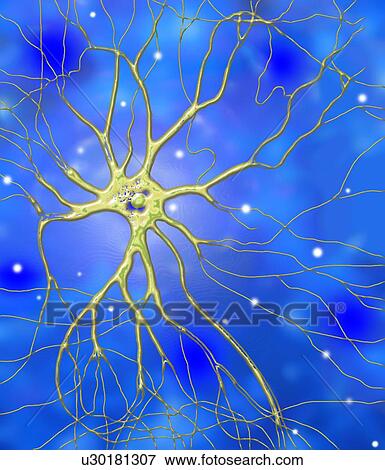 Stock Photo - Nerve cell, artwork. Fotosearch