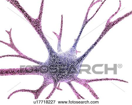 Nerve cell, computer artwork View Large Photo Image Stock Photo - Nerve cell, computer artwork. Fotosearch