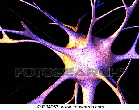Stock Photo - Nerve cell, computer artwork. Fotosearch