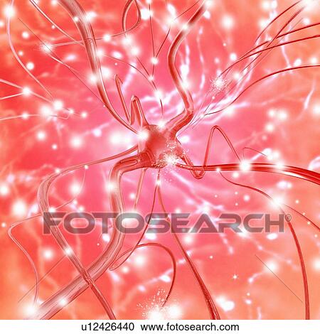 Nerve cell View Large Photo Image Stock Image - Nerve cell. Fotosearch
