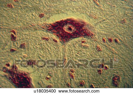 Stock Image - Nerve cell. Fotosearch