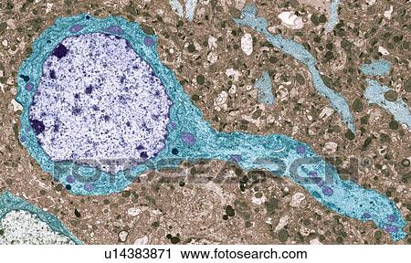 Stock Image - Nerve cell, TEM. Fotosearch