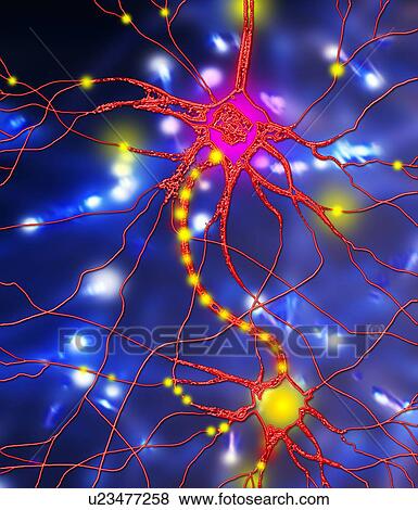 Nerve cells, artwork View Large Photo Image Stock Photo - Nerve cells, artwork. Fotosearch