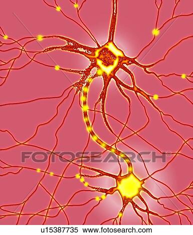 Stock Photography - Nerve cells, artwork. Fotosearch
