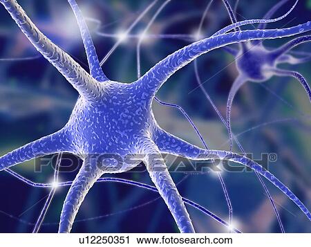 Stock Image - Nerve cells, computer artwork. Fotosearch