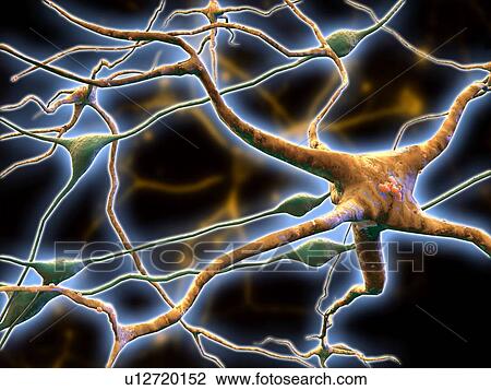 Nerve cells, computer artwork View Large Photo Image Stock Image - Nerve cells, computer artwork. Fotosearch