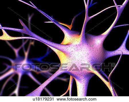 Stock Image - Nerve cells, computer artwork. Fotosearch