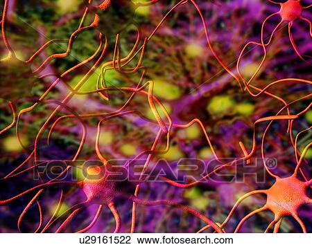 Stock Image - Nerve cells, computer artwork. Fotosearch