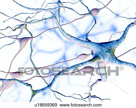 Stock Photo - Nerve cells, computer artwork. Fotosearch