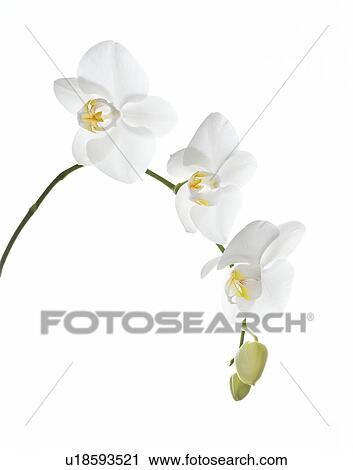 Orchid flowers (family Orchidaceae) View Large Photo Image Stock Image - Orchid flowers (family Orchidaceae). Fotosearch