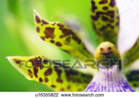 Orchid (Zygopetalum sp. ) View Large Photo Image Stock Image - Orchid (Zygopetalum sp. ). Fotosearch