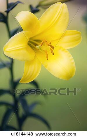 Orienpet lily (Lilium sp. ) View Large Photo Image Stock Photo - Orienpet lily (Lilium sp. ). Fotosearch