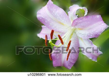 Stock Image - Oriental lily (Lilium sp. ). Fotosearch