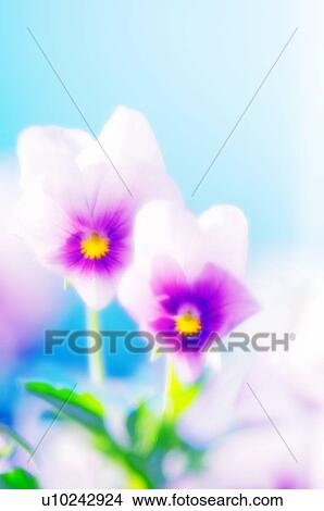 Picture - Pansies (Viola x wittrockiana). Fotosearch