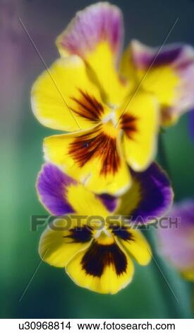 Picture - Pansies (Viola x wittrockiana). Fotosearch